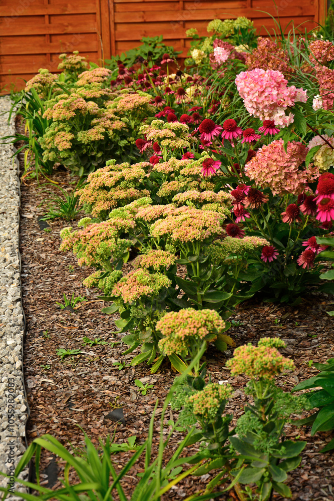 Jeżówka purpurowa, rozchodnik okazały, rozplenica japońska i hortensja bukietowa na rabacie, rozchodnikowiec, Echinacea purpurea, Hylotelephium spectabile or Sedum spectabile, Hydrangea paniculata,