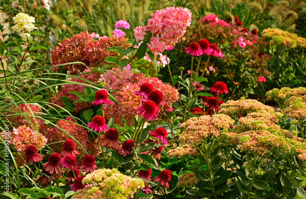 Jeżówka purpurowa, rozchodnik okazały, rozplenica japońska i hortensja bukietowa na rabacie, rozchodnikowiec, Echinacea purpurea, Hylotelephium spectabile or Sedum spectabile, Hydrangea paniculata,