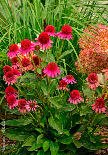 Obraz na płótnie Jeżówka purpurowa, rozplenica japońska i hortensja bukietowa na rabacie, Echinacea purpurea, Hydrangea paniculata, pennisetum alopecuroides w salonie