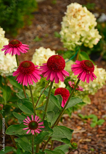 Obraz na płótnie Jeżówka purpurowa i hortensja bukietowa na rabacie, Echinacea purpurea, Hydrangea paniculata, w salonie