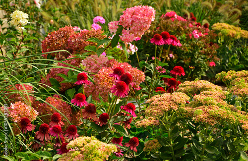 Obraz na płótnie Jeżówka purpurowa, rozchodnik okazały, rozplenica japońska i hortensja bukietowa na rabacie, rozchodnikowiec, Echinacea purpurea, Hylotelephium spectabile or Sedum spectabile, Hydrangea paniculata, w salonie