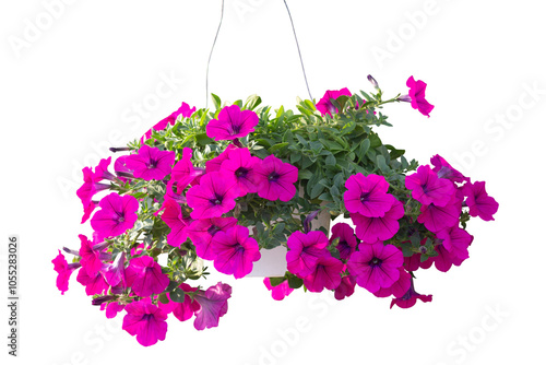 Purple Petunia flower bloom and hanging in pot in the garden with sunlight isolated on white background included clipping path.