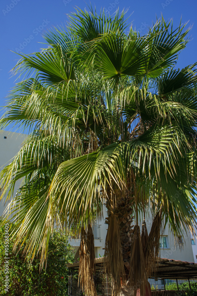 Fototapeta premium A vibrant palm tree sways gently under the clear blue sky in an inviting outdoor space.