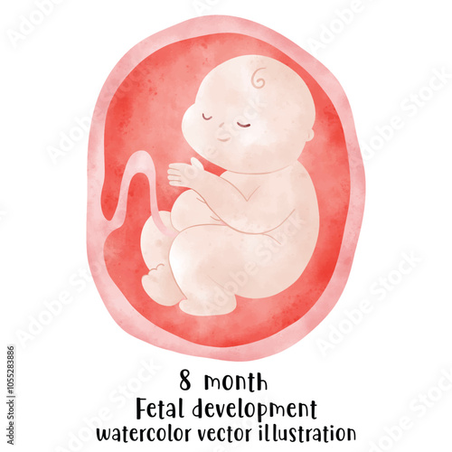 Fetal development process, Stages of pregnancy. human embryo growth cycle, nine months stages, fetus in womb, gynecology, human reproduction