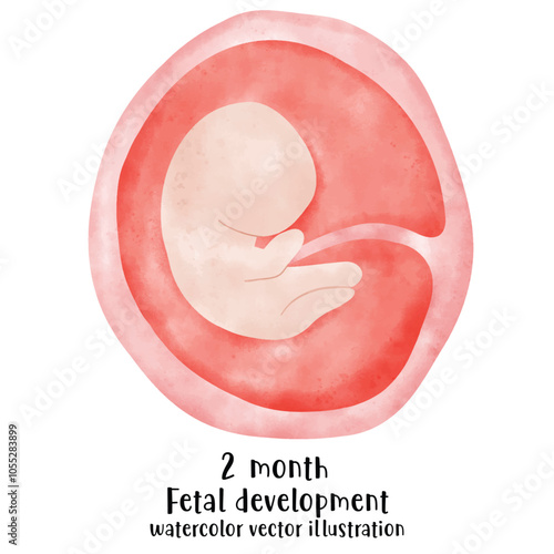 Fetal development process, Stages of pregnancy. human embryo growth cycle, nine months stages, fetus in womb, gynecology, human reproduction