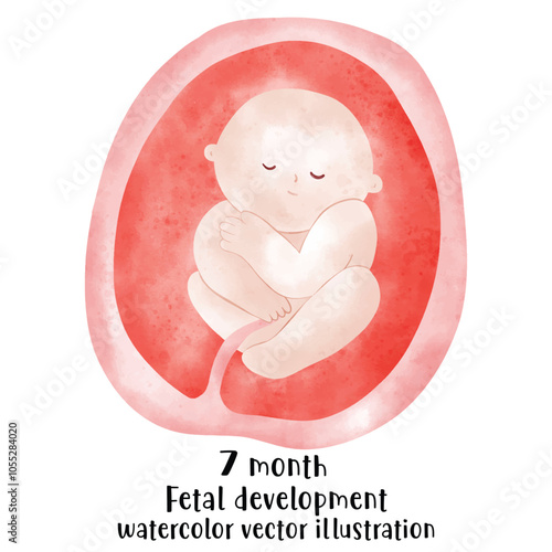 Fetal development process, Stages of pregnancy. human embryo growth cycle, nine months stages, fetus in womb, gynecology, human reproduction