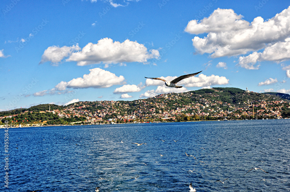 Sea gulls are flying at the Istanbul Bosporus Sea gulls are flying at the Istanbul Bosporus