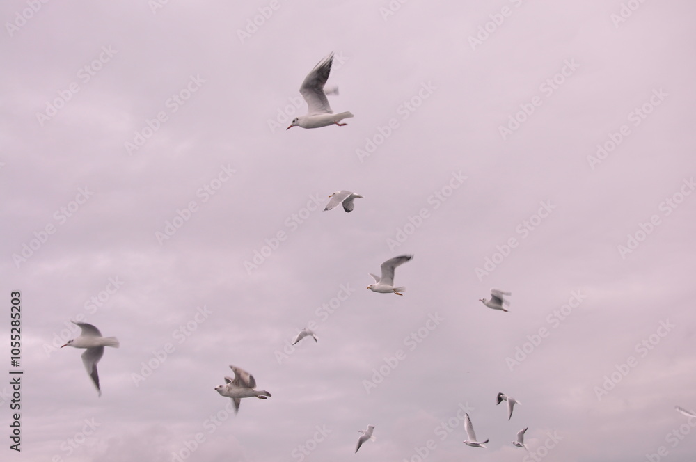 Sea gulls are flying at the Istanbul Bosporus Sea gulls are flying at the Istanbul Bosporus