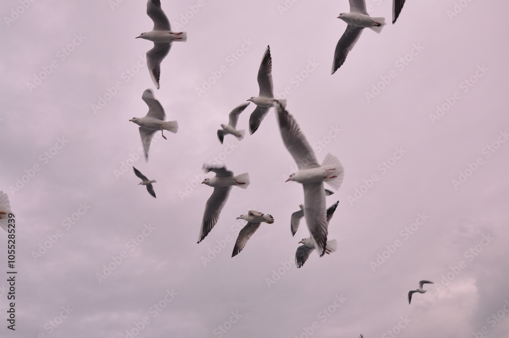 Fototapeta premium Sea gulls are flying at the Istanbul Bosporus