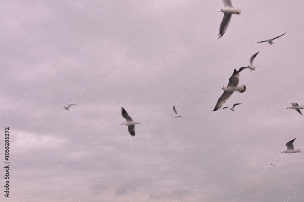 Sea gulls are flying at the Istanbul Bosporus Sea gulls are flying at the Istanbul Bosporus