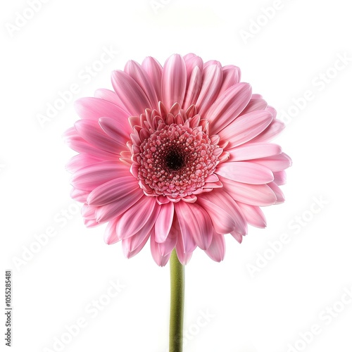 Beautiful blooming pink flower gerbera isolated on white background