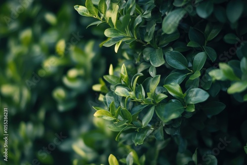 Boxwood Bush in the Garden: Evergreen Shrub with Green Foliage for Park Decoration