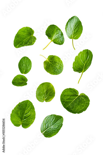 Floating green mint leaves isolated on white background