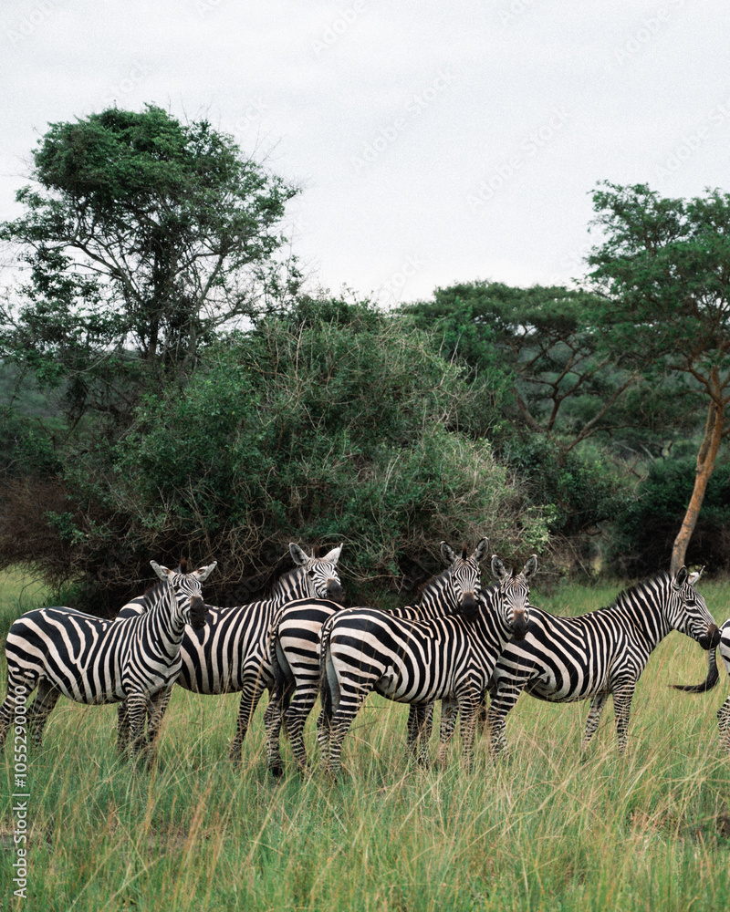 Obraz premium Zebras Grazing in African Grassland
