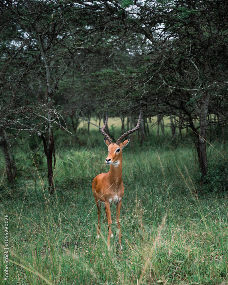 Majestic Antelope in Natural Habitat Majestic Antelope in Natural Habitat