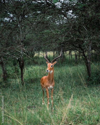Majestic Antelope in Natural Habitat
