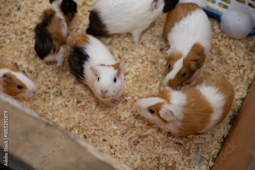 Many guinea pigs staring at the camera