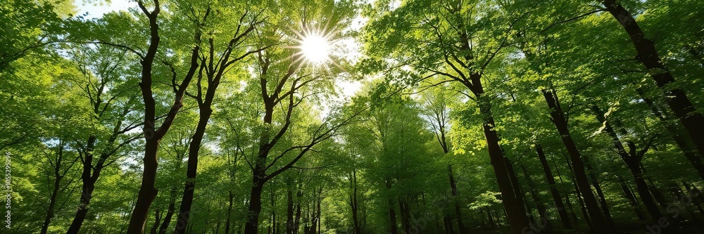 Obraz premium Sunlight filtering through lush green canopy in tranquil forest setting, peaceful, environment, sunlight