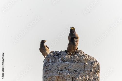 Background with a beautiful bird in the myna wild nature photo