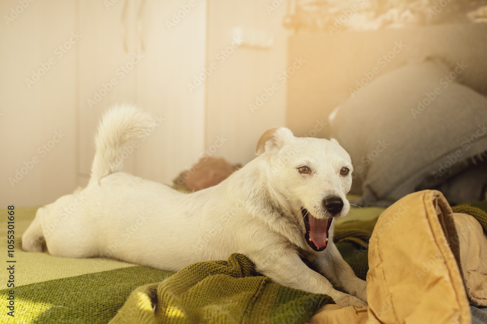Theme with a purebred dog - photo for various themes with dogs Theme with a purebred dog - photo for various themes with dogs