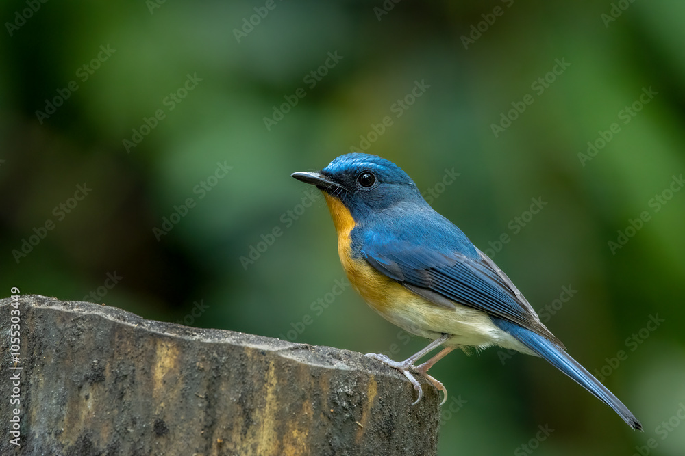 Hill blue flycytcher perched on a wooden post, Thailand, South East Asia Hill blue flycytcher perched on a wooden post, Thailand, South East Asia