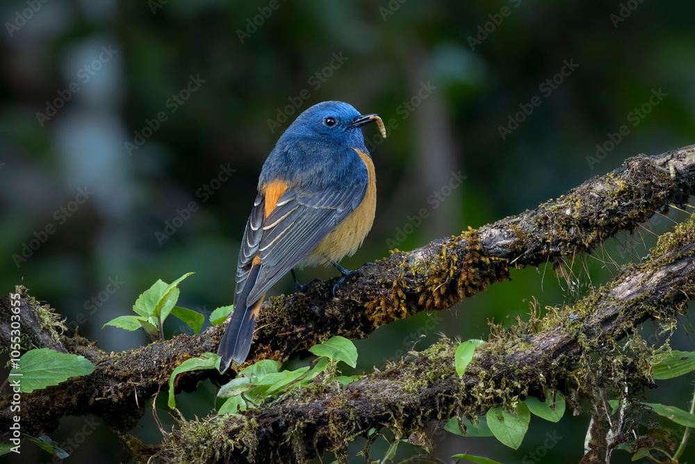 Blue-fronted redstart with worm in bill on a branch, Thailand, South East Asia Blue-fronted redstart with worm in bill on a branch, Thailand, South East Asia