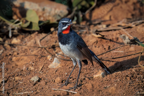 Chinese rubythroat on red sandy ground, Thailand, South East Asia photo