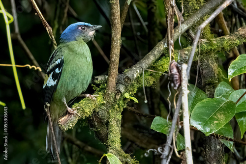 Close-up of green cochoa, Thailand, South East Asia