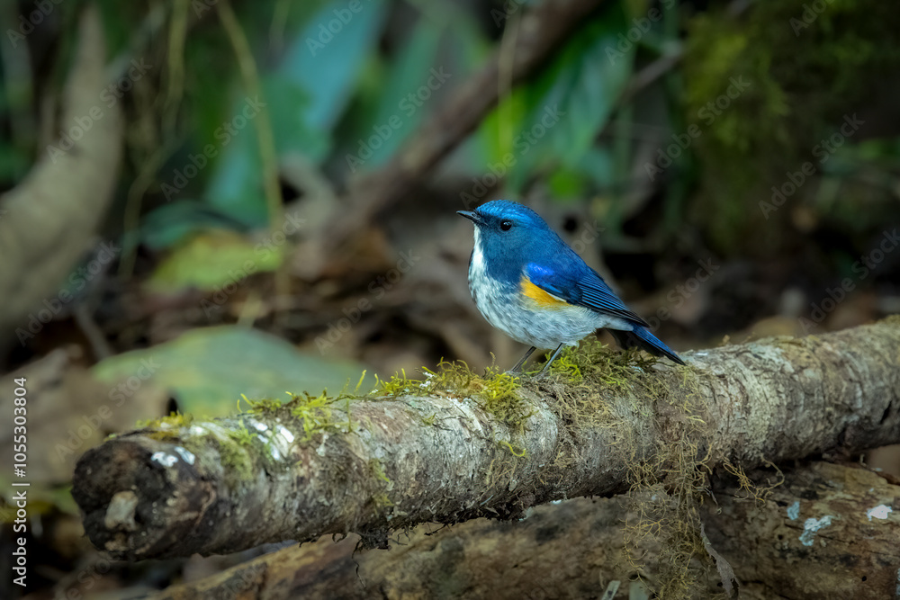 Himalayan bluetail flycather on a mossy branch, ,Thailand, South East Asia Himalayan bluetail flycather on a mossy branch, ,Thailand, South East Asia