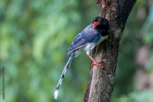 Red-billed blue-magpie perched at a tree stem, Thailand, South East Asia