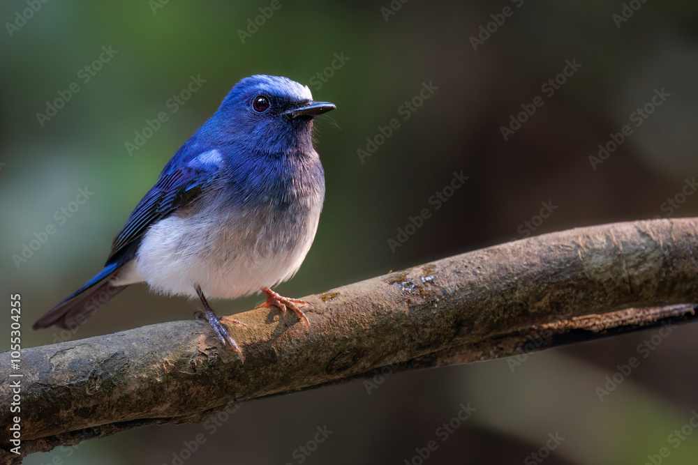 Fototapeta premium Hainan blue flycatcher on a branch, Bokeh, Thailand, South East Asia