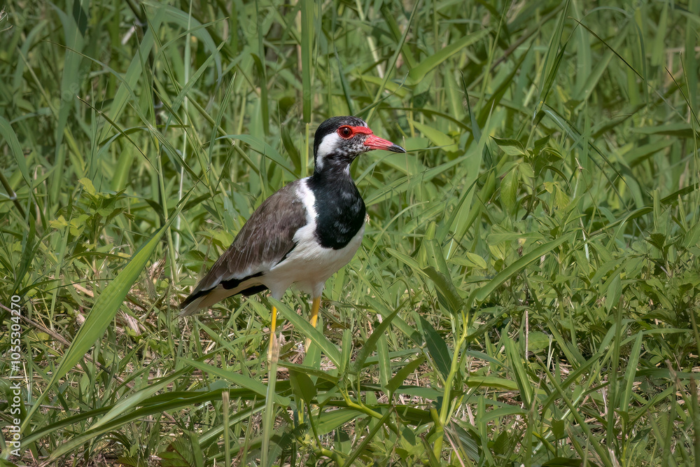 Red-wattled lappwing in grass, Thailand, South East Asia Red-wattled lappwing in grass, Thailand, South East Asia