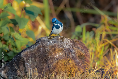 Ultramarine flycatcher on a rock, Thailand, South East Asia photo