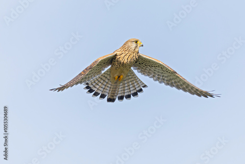 A common kestrel (Falco tinnunculus) hovering in flight.