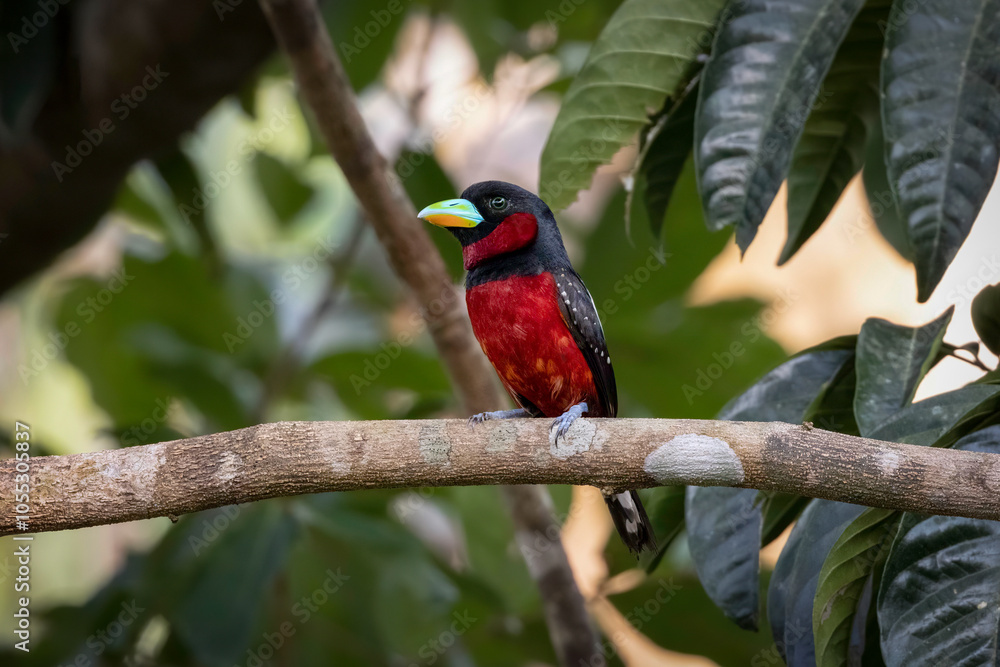 Close-up of Black-and-red broadbill perched on a branch, Thailand, South East Asia Close-up of Black-and-red broadbill perched on a branch, Thailand, South East Asia