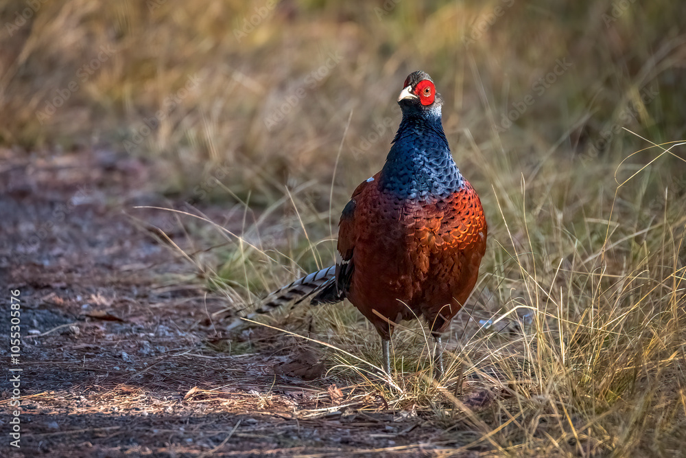 Fototapeta premium Male Mrs. hume´s pheasanwalking on ground, Thailand, South East Asia