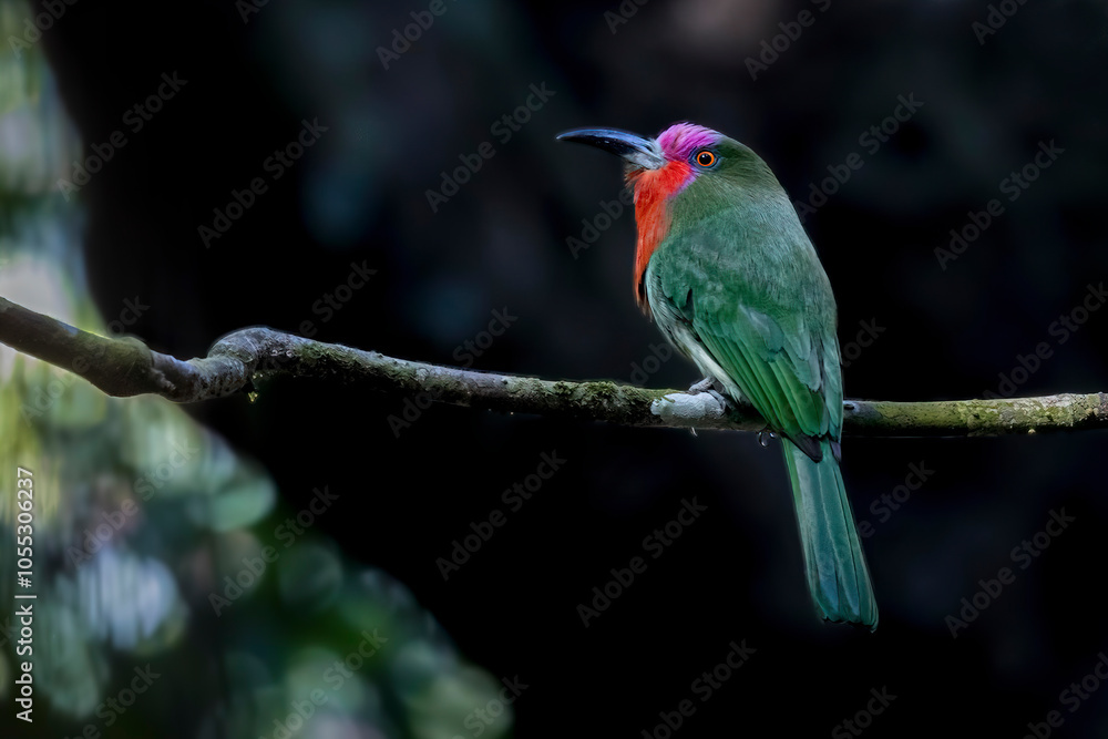 Fototapeta premium Red-bearded bee-eater perched on a branch, Thailand, South East Asia