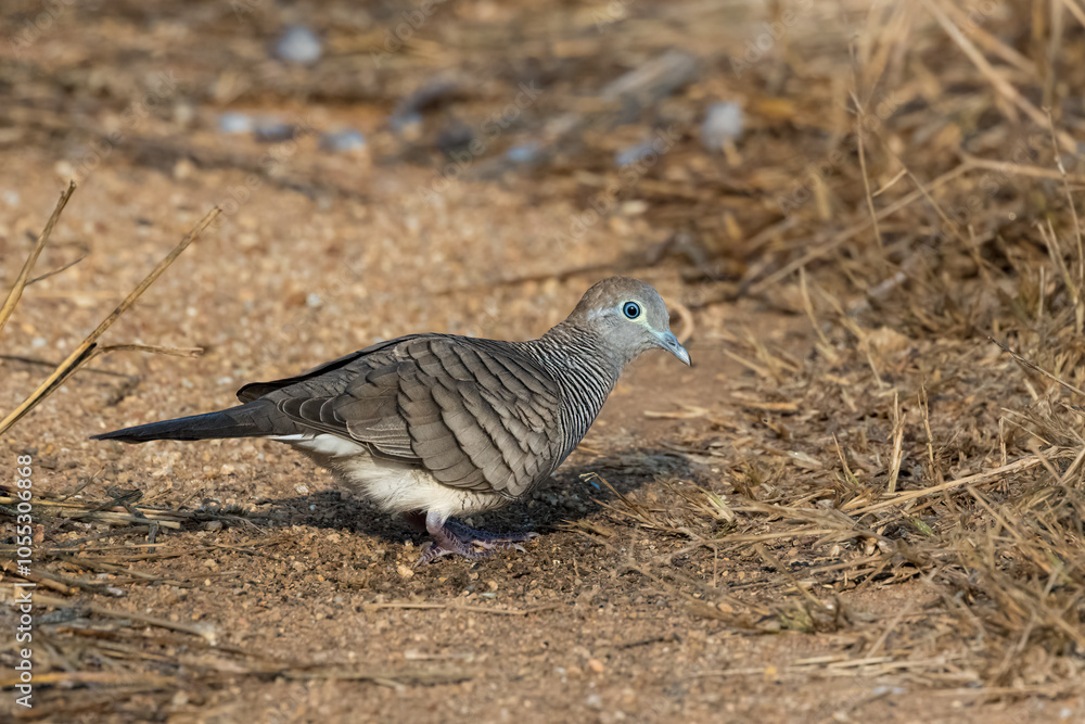 Obraz premium Zebra dove on sandy ground, South East Asia, Thailand