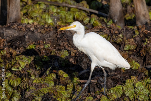 Cattle egret against natural dark background, South East Asia, Thailand