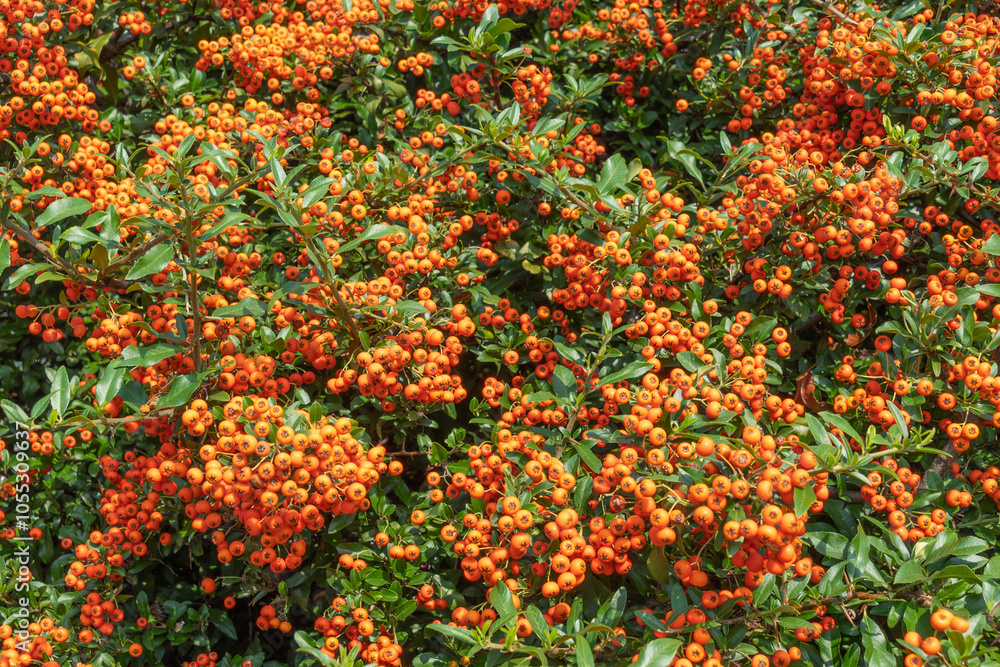 The fruit of Pyracantha. Orange berries of firethorn. The fruit of Pyracantha. Orange berries of firethorn.