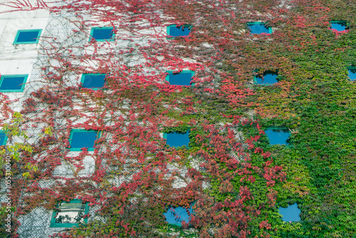 Multicolored leaves of Parthenocissus tricuspidata. Boston ivy, grape ivy are driven along the facade of the building.