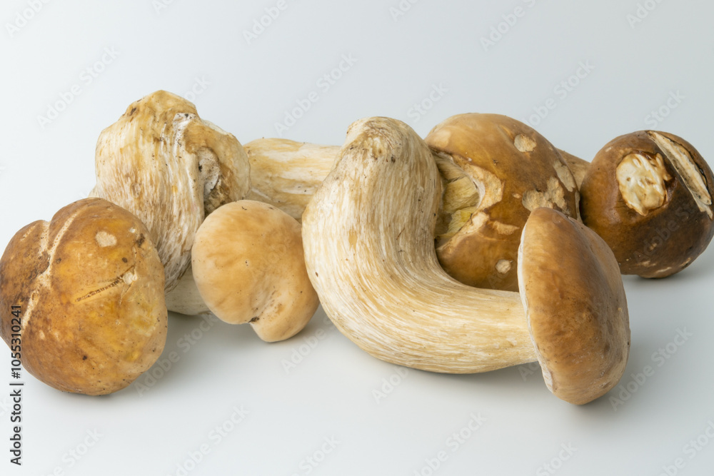 Porcini mushrooms on a white background. Boletus edulis Porcini mushrooms on a white background. Boletus edulis