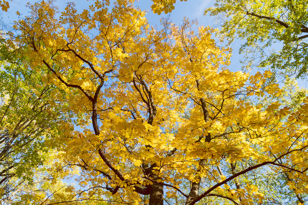 Yellow chestnut leaves. Beautiful autumn landscape on a sunny day. Yellow chestnut leaves. Beautiful autumn landscape on a sunny day.