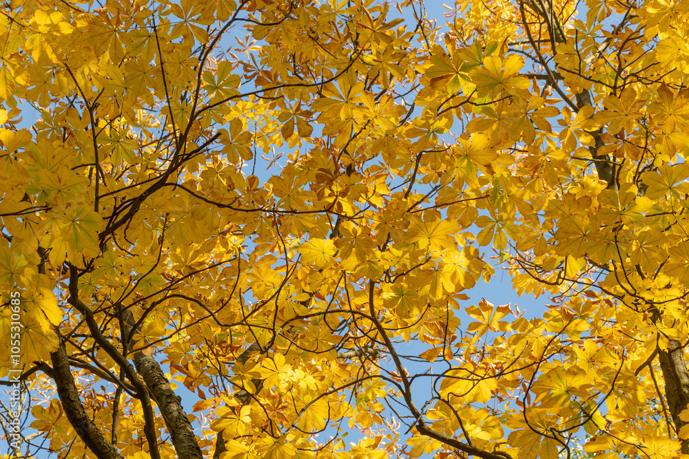 Yellow chestnut leaves. Beautiful autumn landscape on a sunny day. Yellow chestnut leaves. Beautiful autumn landscape on a sunny day.