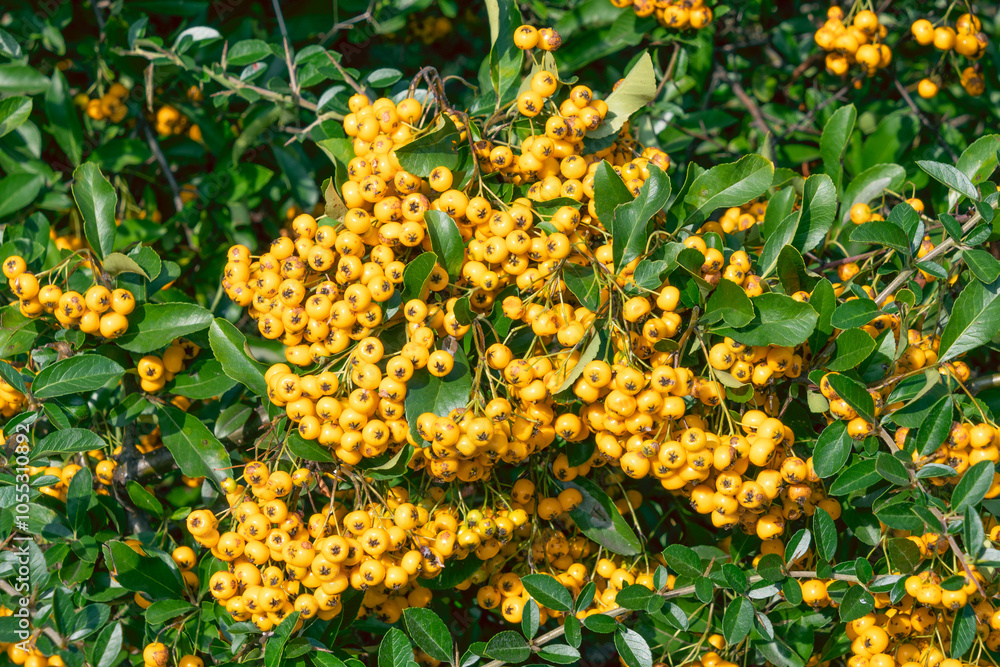 Yellow Pyracantha berries, close-up. firethorn. Yellow Pyracantha berries, close-up. firethorn.
