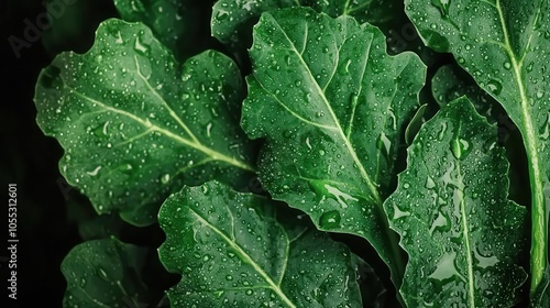 Fresh green kale leaves glistening with water droplets, vegan ingredients, healthfocused cooking concept