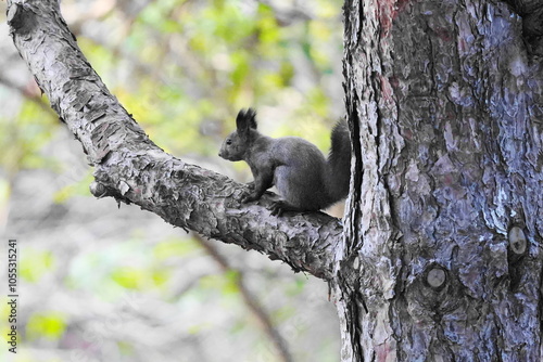 Fototapeta sciurus vulgaris