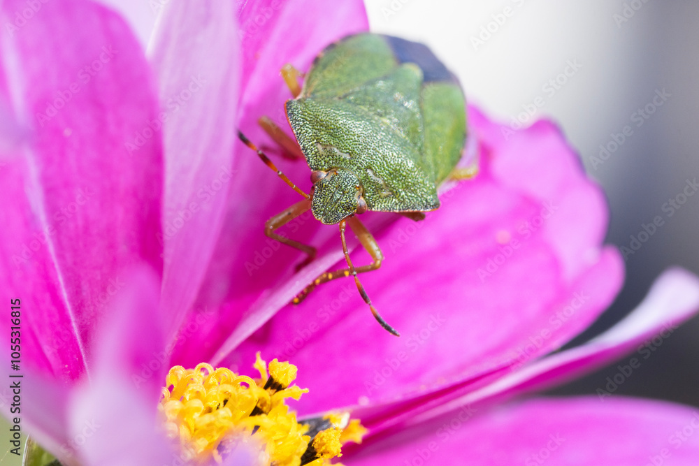 Close up of Common green shieldbug (Palomena prasina) on purple cosmos flower
