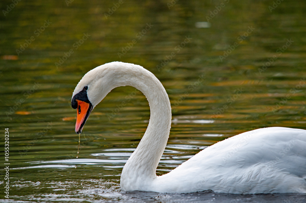 Ein weißer Schwan schwimmt auf dem Wasser Ein weißer Schwan schwimmt auf dem Wasser