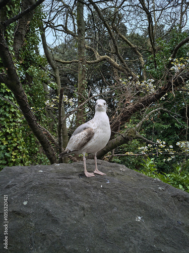 A Seagull is resting on a rock in St Stephen's Green, Dublin, Irland photo